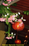 Phung Hung Ancient House 