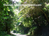 cuc phuong national forest 